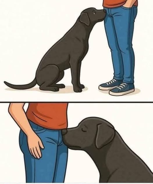 🐶 ¿Por qué los perros huelen las partes íntimas de las personas? Esto es lo que realmente significa