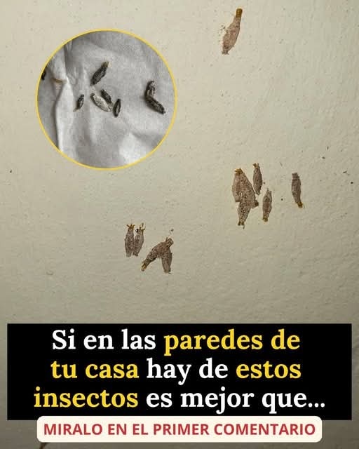 ¿Qué son esos pequeños “gusanos” pegados en las paredes de la casa? Todo lo que debes saber