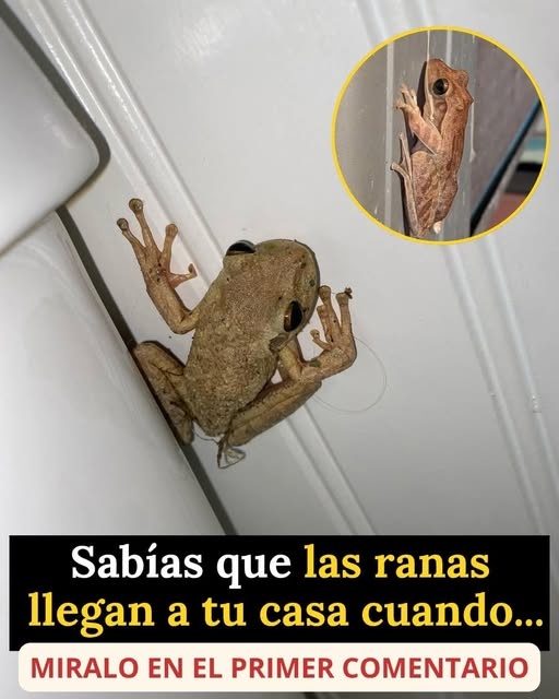¿Por qué las ranas llegan a tu casa? Esto es lo que realmente significa