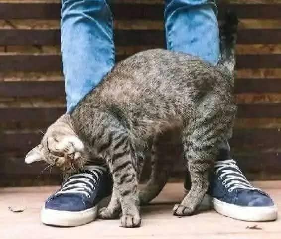 ¿Por qué los gatos se frotan contra las personas? La verdadera explicación detrás de este comportamiento