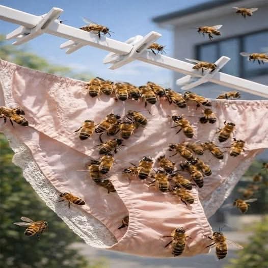 ¿Por qué las abejas se posan sobre la ropa? La explicación científica