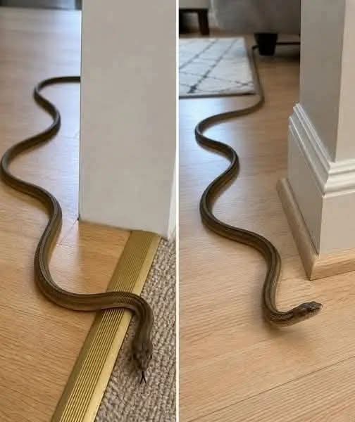 ¿Qué significa que una serpiente entre a tu casa? Explicaciones reales y qué hacer
