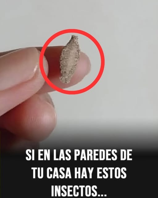 ¿Qué son esos pequeños «saquitos» que aparecen pegados en las paredes? Esto explican los expertos y por qué no debes ignorarlos