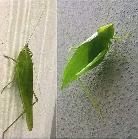 ¿Qué significa que un insecto verde llegue a tu casa? La verdad detrás de la imagen viral
