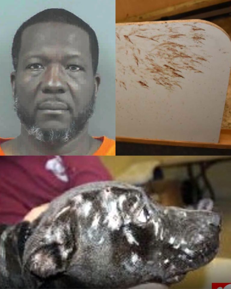 Condenan a hombre por red de peleas clandestinas de perros: rescatan 67 animales en Estados Unidos