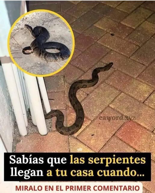 ¿Por qué llegan serpientes a tu casa? Estas son las razones que muchos desconocen