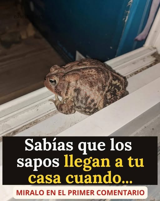 ¿Por qué aparecen sapos cerca de tu casa? La explicación real sorprende a muchos