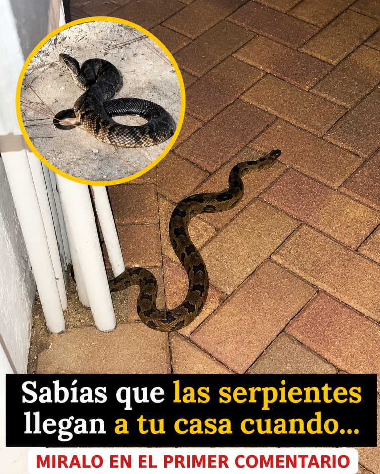 ¿POR QUÉ LAS SERPIENTES PUEDEN ACERCARSE A TU CASA? ESTAS SON LAS CONDICIONES QUE LAS ATRAEN