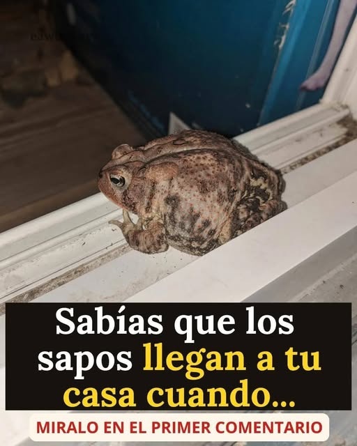 SI UN SAPO LLEGA A TU CASA, ESTO ES LO QUE REALMENTE PODRÍA ESTAR INDICANDO