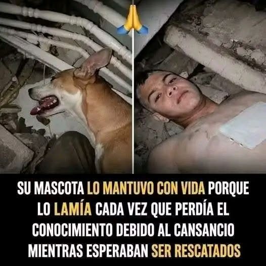 La fidelidad de una mascota durante una emergencia conmueve a miles de personas