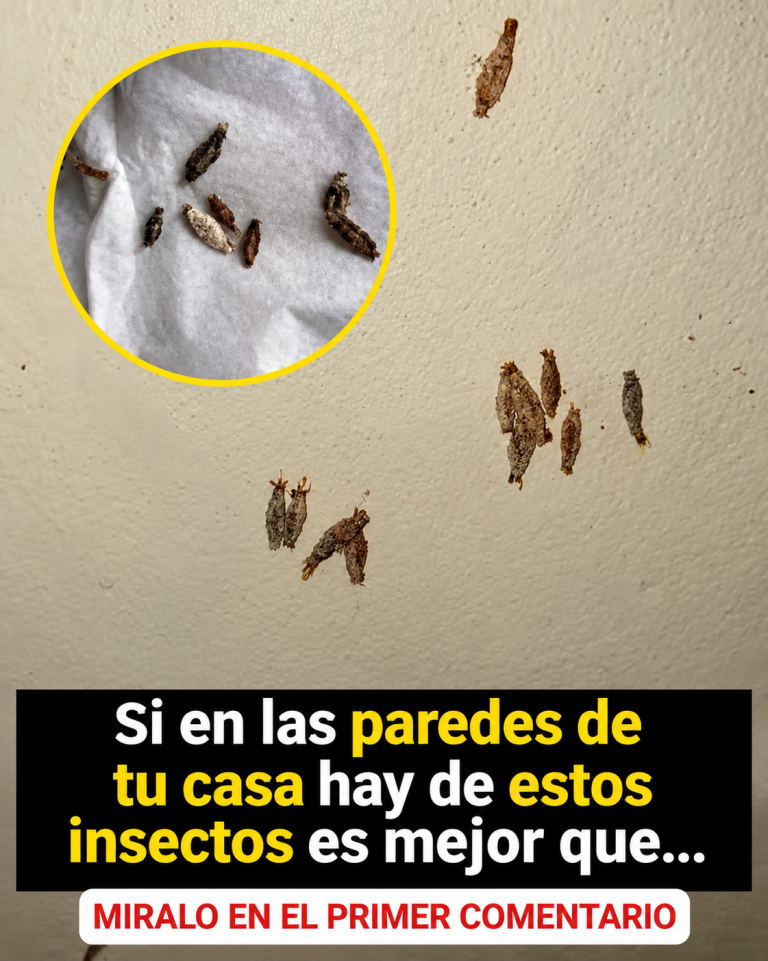 SI VES ESTOS PEQUEÑOS SACOS PEGADOS EN LAS PAREDES DE TU CASA, ESTO ES LO QUE PODRÍAN SER